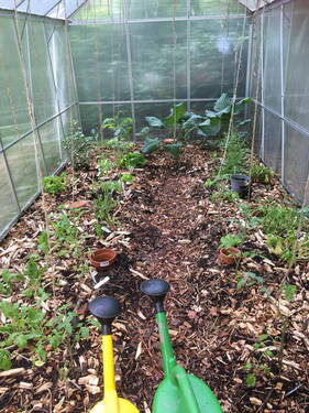 Gewächshaus - 