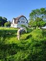 Idylle.jpg - Mehrfamilienhaus, Wohnhaus mit 260,00 m&sup2; in Garz / Poseritz Hof zum Kaufen