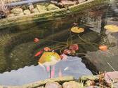 Teich mit Goldfischen - 