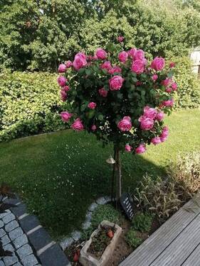 Bild 6 - 