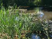 Gartenteich mit Insel u. Steg - 