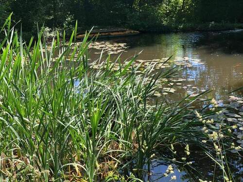 Gartenteich mit Insel u. Steg - 