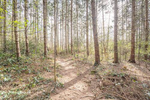 Waldstück - 