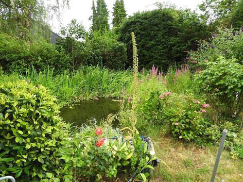 Gartenteich - 