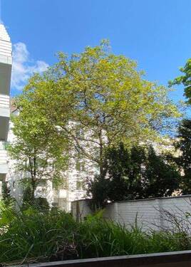 Blick in den Hinterhof - 