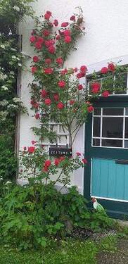 Rosengruß im Eingangsbereich - 9 Zimmer Mehrfamilienhaus, Wohnhaus in Wilhelmsdorf