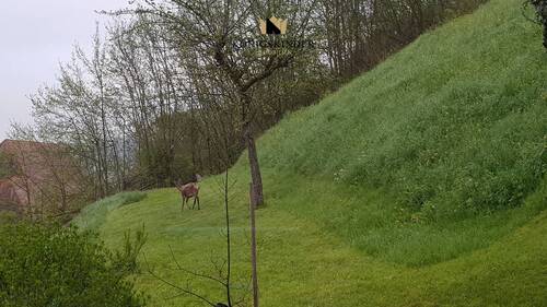 Ihre neuen Nachbarn: ein Reh im Garten - Natur eben... - 