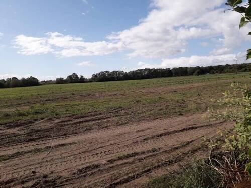 Bild 4 - Grundstück zum Kaufen in Rheinsberg