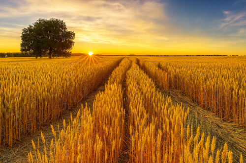 Ackerfläche Titelbild.png - wertvolle Ackerfläche 6,16 ha bei Wildenberg