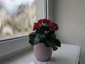 Treppenhaus - 