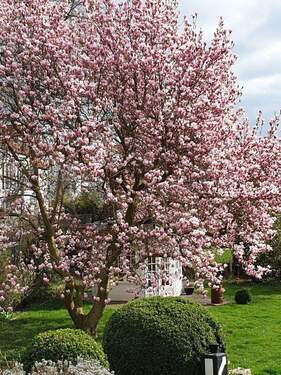 Blick in den Garten - 8 Zimmer Einfamilienhaus zum Kaufen in Wolfenbüttel