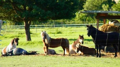 Pferdekoppel - Bauernhaus, Landhaus mit 389,00 m&sup2; in Kleinzerlang zum Kaufen