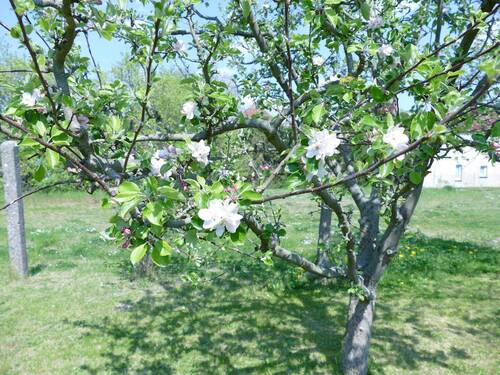 Garten - 