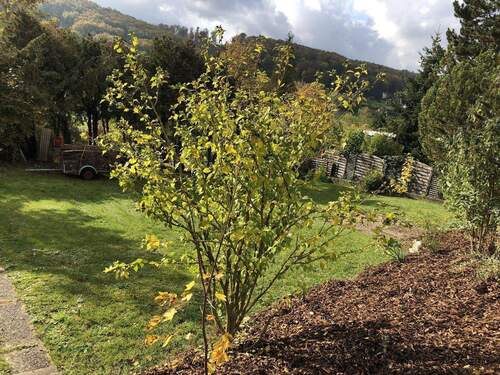 Garten - 1 Zimmer Mehrfamilienhaus, Wohnhaus in Blaustein-Herrlingen