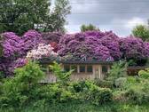 Atelier mit Rhododendron.jpeg - 