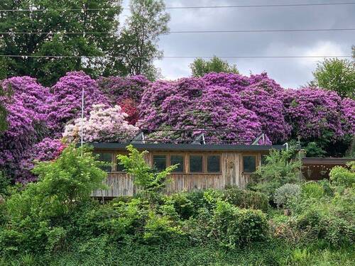 Atelier mit Rhododendron.jpeg - 