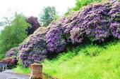 Alter Rhododendron.JPG - 