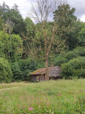Bild 1 - Grundstück mit Altbestand + WeiherWiese + großer Waldanteil - Birnkofen (Adlkofen)
