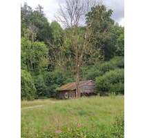 Grundstück mit Altbestand + WeiherWiese + großer Waldanteil - Birnkofen (Adlkofen)