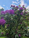 Gartenimpression - 