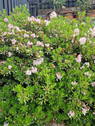 Gartenimpression - 
