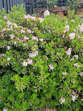 Gartenimpression - 