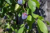 Pflaumen - 