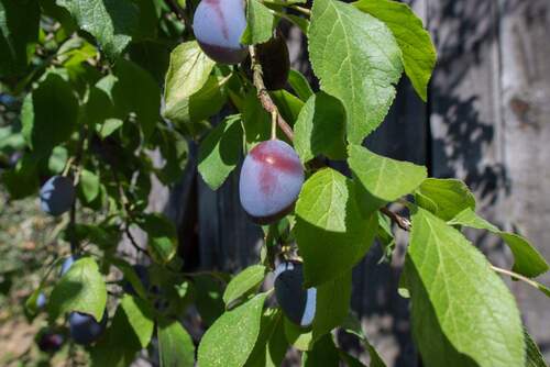 Pflaumen - 