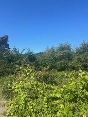 Bild 4 - Grundstück in Wadern zum Kaufen