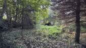 Garten / Wald - 