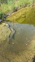 klares Teichwasser - 