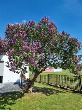 Grundstück - Bungalow mit 220,00 m² in Radeberg zum Kaufen