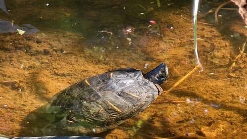 Little Turtle - Teichbewohner - Einfamilienhaus mit 117,00 m² in Uetze zum Kaufen