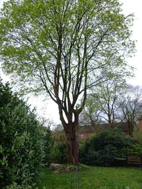 Ahornbaum im Vorgarten - 