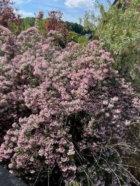Der Garten in voller Blüte - 