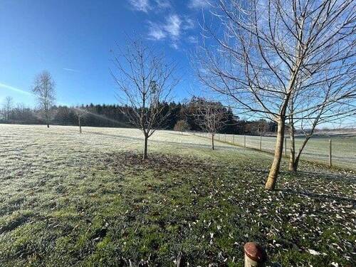 Zwischen Wald und Wiese - 