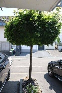 Bild 10 - 2 Zimmer Etagenwohnung zur Miete in Alfter