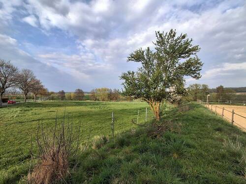 Wiese - 