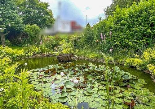 Teich mit Seerosen - 