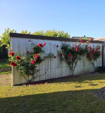 Garage, Seitenansicht.jpg - Einfamilienhaus mit 120,00 m² in Anklam zum Kaufen