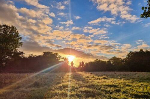 Abendstimmung auf der Wiese - 