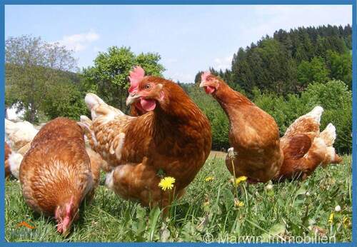 Hühner - 