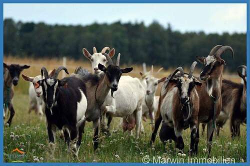 Ziegenherde - 