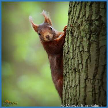 Bewohner der Eifel - 