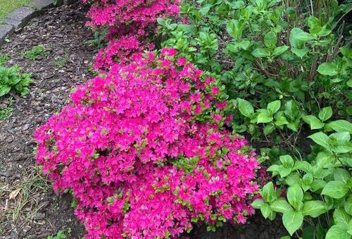 Frühling in Garten - 