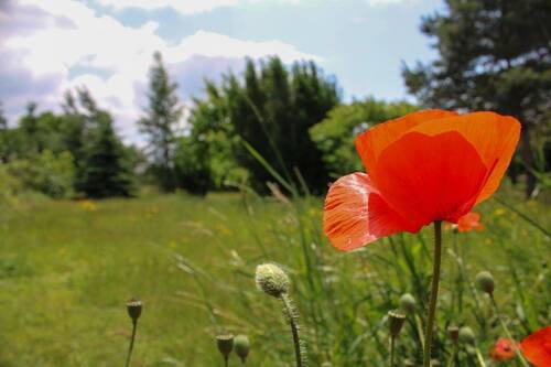 Garten - 