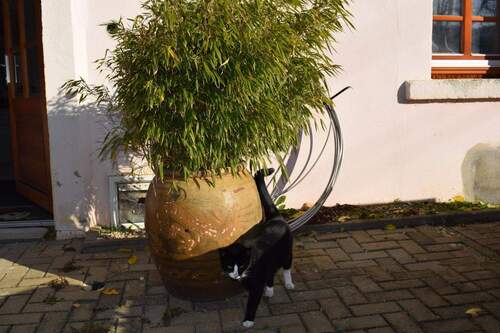 Mieze - 6 Zimmer Bauernhaus, Landhaus zum Kaufen in Gaußig