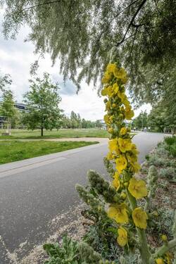 Park am Gleisdreieck - 