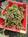 Weinernte - 