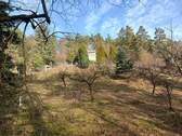 Obstbaumwiese, darüber Weinberg - 